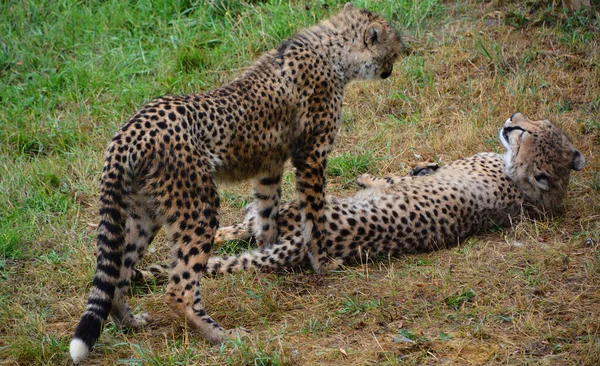 Cheetah Είναι Ένα Μεγάλο Μέγεθος Αιλουροειδών Που Κατοικούν Μεγαλύτερο Μέρος — Φωτογραφία Αρχείου