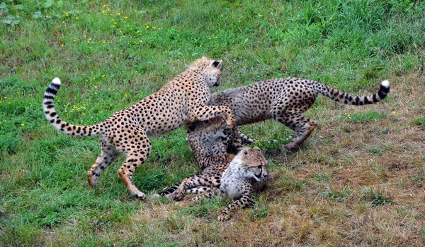 Cheetah is a large-sized feline inhabiting most of Africa and part of the Middle East.The cheetah is the only extant member of the genus Acinonyx,most notable for modifications in the species paws