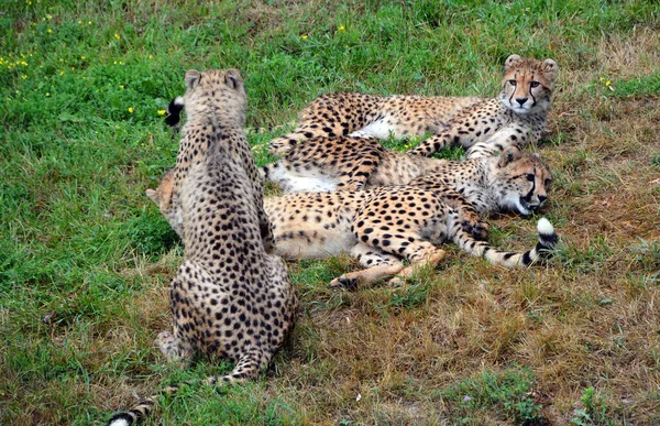 Cheetah Felino Gran Tamaño Que Habita Mayor Parte África Parte — Foto de Stock