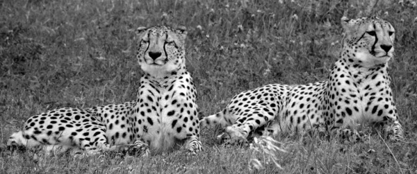 Cheetah Felino Gran Tamaño Que Habita Mayor Parte África Parte —  Fotos de Stock