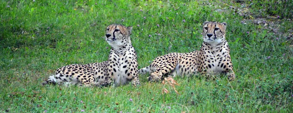 Cheetah Een Grote Katachtige Die Het Grootste Deel Van Afrika — Stockfoto