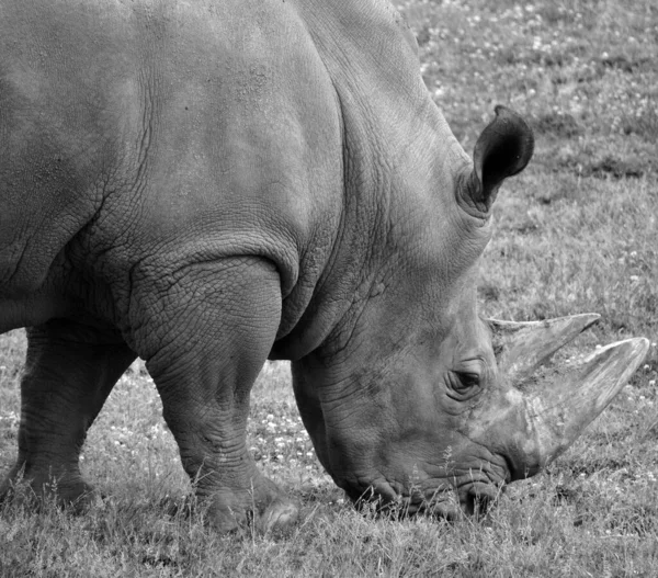 Rhinocéros Blanc Rhinocéros Lèvres Carrées Est Grande Espèce Existante Rhinocéros — Photo