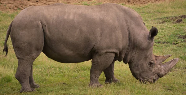 Das Breitmaulnashorn Oder Quadratlippennashorn Ist Die Größte Erhaltene Nashornart Hat — Stockfoto