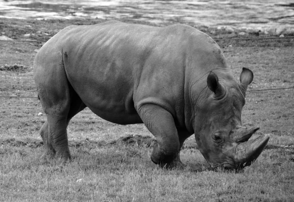 Rhinocéros Blanc Rhinocéros Lèvres Carrées Est Grande Espèce Existante Rhinocéros — Photo