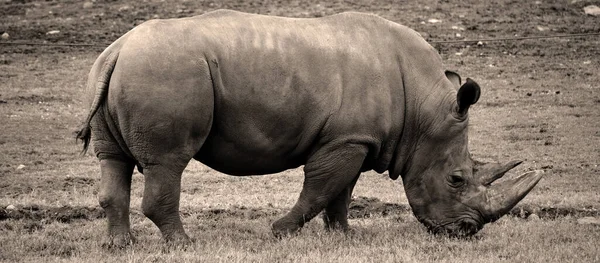 白犀牛或方唇犀牛是现存最大的犀牛种类 它的嘴很大 可用于放牧 是所有犀牛中最有群居感的一种 — 图库照片