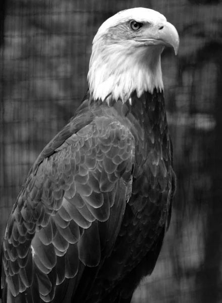 The bald eagle is a bird of prey found in North America. A sea eagle, it has two known subspecies and forms a species pair with the white-tailed eagle. Its range includes most of Canada and Alaska