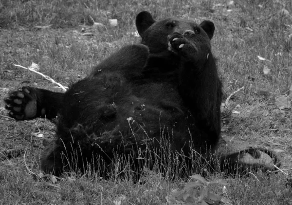 American Black Bear Medium Sized Bear Native North America — Stock Photo, Image