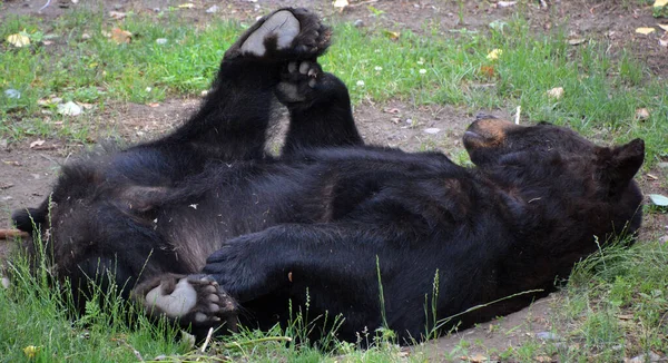 Der Amerikanische Schwarzbär Ist Ein Mittelgroßer Bär Aus Nordamerika — Stockfoto