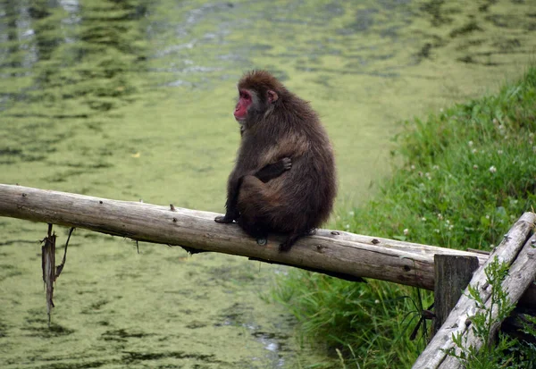 Macaca Fuscata Macaca Fuscata Uma Espécie Macaco Velho Mundo Nativa — Fotografia de Stock