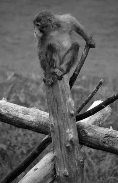 日本猕猴 Macaca Fuscata 又名雪猴 是原产于日本的一种陆生旧大陆猴 — 图库照片
