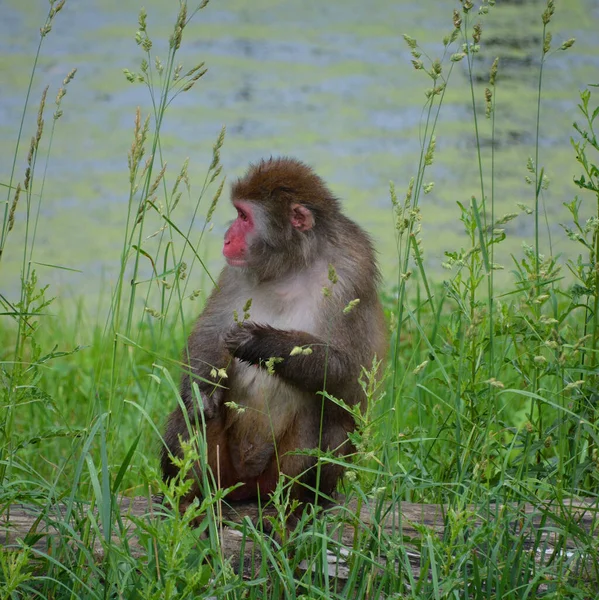 원숭이 Snow Monkey 라고도 마카크 일본어 Macaque Macaca Fuscata 일본에서 — 스톡 사진