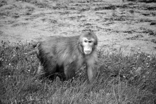 원숭이 Snow Monkey 라고도 마카크 일본어 Macaque Macaca Fuscata 일본에서 — 스톡 사진