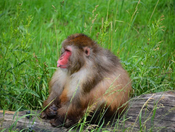 Macaco Giapponese Macaca Fuscata Conosciuta Anche Come Scimmia Delle Nevi — Foto Stock