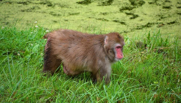 Macaca Fuscata Macaca Fuscata Uma Espécie Macaco Velho Mundo Nativa — Fotografia de Stock