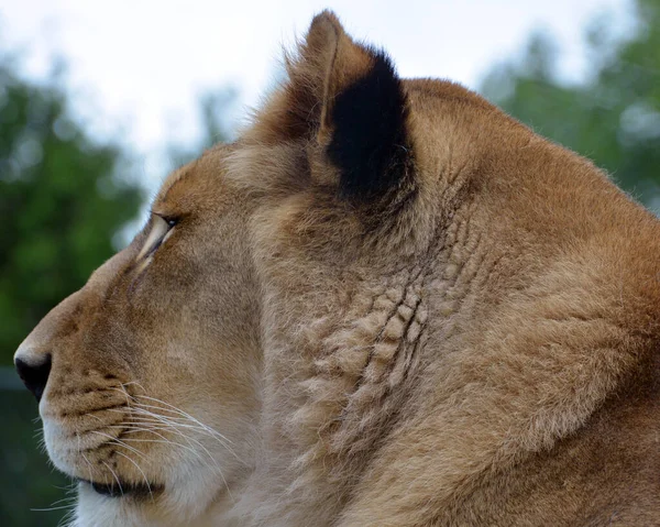 Löwenweibchen Ist Eine Der Vier Großkatzen Der Gattung Panthera Und — Stockfoto