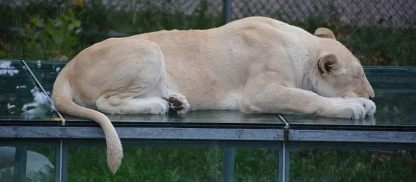 Lion Blanc Femelle Est Une Mutation Rare Couleur Lion Lorsque — Photo