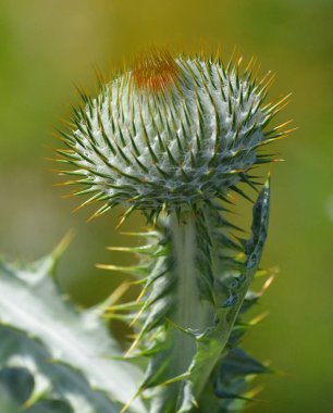 Devedikeni, genellikle Asteraceae familyasından, kenarlarında keskin dikenler bulunan yapraklarla karakterize edilen bir grup çiçeğin yaygın adıdır..