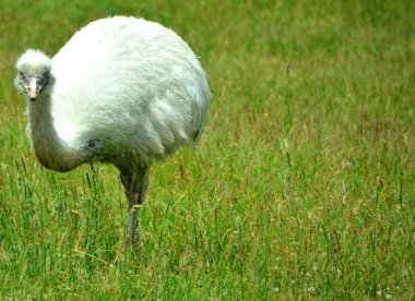 Büyük Rhea (Rhea americana), Güney Amerika 'nın doğusunda bulunan uçamayan bir kuş türü. Daha büyük rhea için diğer isimler gri, yaygın, veya Amerikan rhea, nandu Guarani veya ema