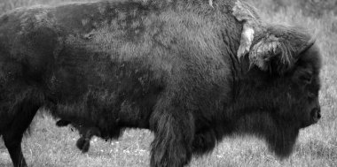 Bizonlar, Bovinae alt familyasındaki Bison cinsinde büyük, tek parmaklı ve tek ayaklıdır..