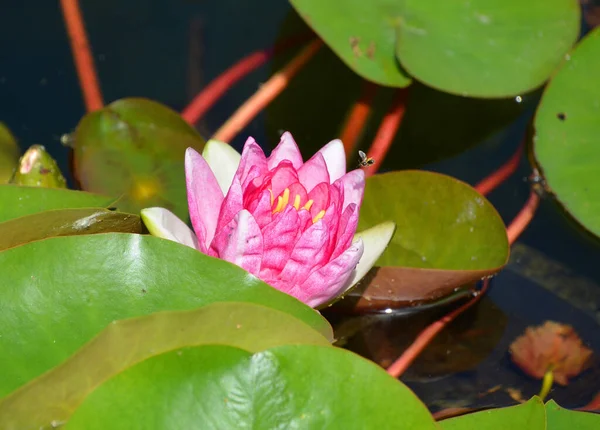 水百合附近的池塘里 菊科是开花植物的科 — 图库照片