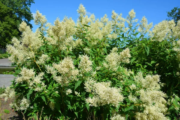 Koenigia Alpina Sinónimo Aconogonon Alpinum Vulgarmente Conhecido Como Knotweed Alpino — Fotografia de Stock