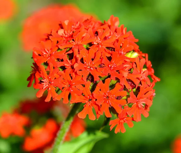 Maltese Cross Species Flowering Plant Family Caryophyllaceae Native Central Eastern — Stock Photo, Image