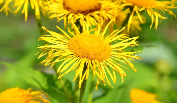 黄色のオキシアイデイジーは アスター科の開花植物の種です 通称はオックスアイ Eye ヨーロッパ原産です — ストック写真