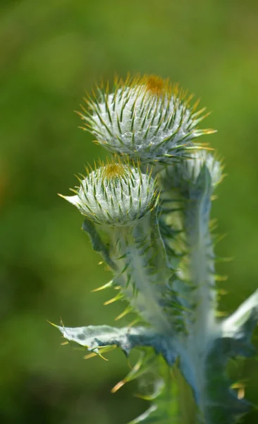 Thistle Common Name Group Flowering Plants Characterised Leaves Sharp Prickles — Stock Photo, Image