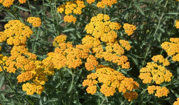 Achillea Millefoliumは 一般的にはイエローまたは一般的なイエローとして知られており アスタリスク科の開花植物です アジアやヨーロッパの北半球の温帯地域に自生します — ストック写真