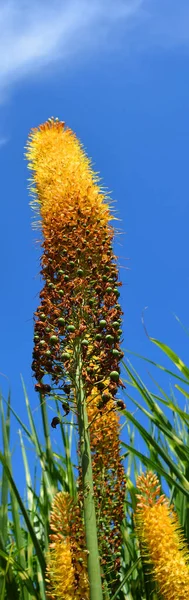 Mealie Heath Είναι Ένα Σπάνιο Προσκολλώνται Για Την Επιβίωση Μερικά — Φωτογραφία Αρχείου