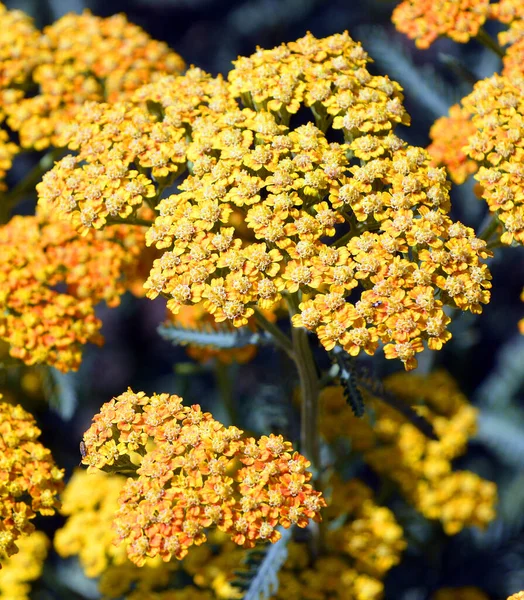 Achillea Millefolium Comunemente Nota Come Achillea Achillea Comune Una Pianta — Foto Stock