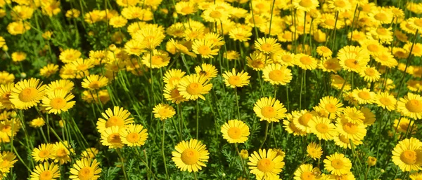 Cota Tinctoria Golden Marguerite Yellow Chamomile Oxeye Chamomile Species Perennial — 스톡 사진