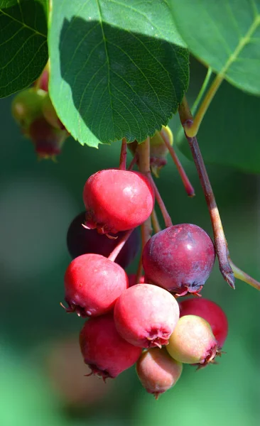 Amelanchier Alnifolia Juneberry Ouest Est Arbuste Aux Fruits Comestibles Ressemblant — Photo