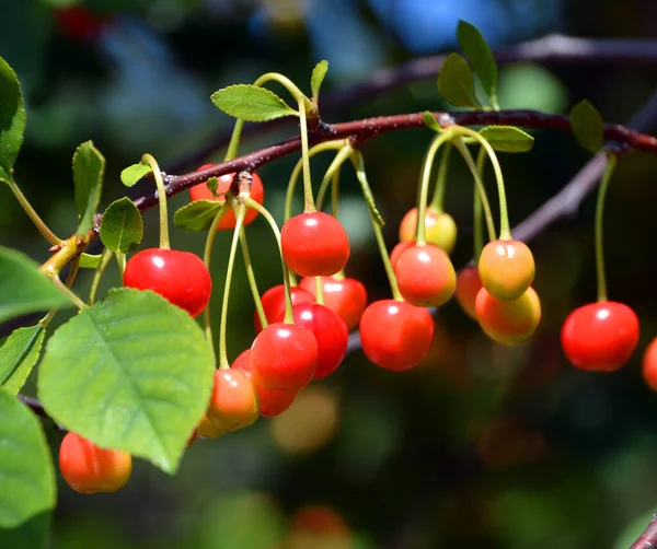 Prunus Cerasus Est Une Espèce Prunus Sous Genre Cerasus Cerises — Photo