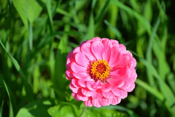 Zinnia Suvun Kasvien Auringonkukka Heimon Päivänkakkara Perhe Ovat Kotoisin Hangata — kuvapankkivalokuva