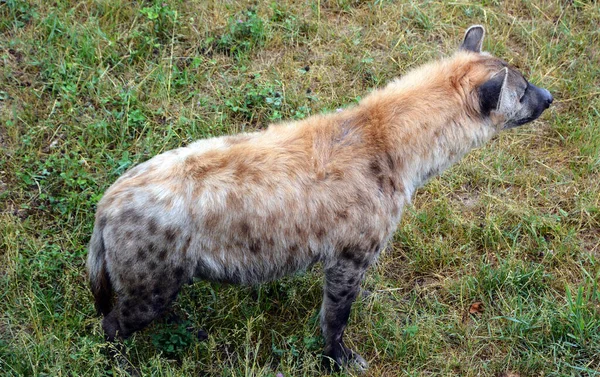 Benekli Sırtlan Crocuta Crocuta Sırtlangiller Felidae Familyasından Bir Sırtlan Türü — Stok fotoğraf