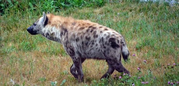 Benekli Sırtlan Crocuta Crocuta Sırtlangiller Felidae Familyasından Bir Sırtlan Türü — Stok fotoğraf