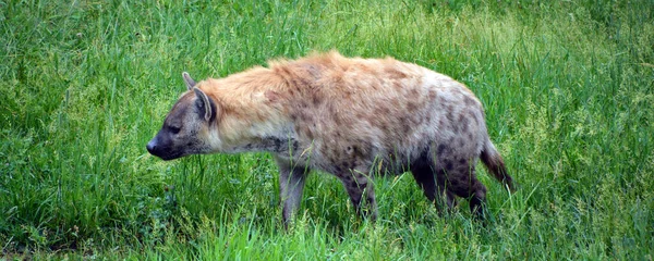 Gefleckte Hyäne Crocuta Crocuta Auch Als Lachhyäne Bekannt Ist Eine — Stockfoto