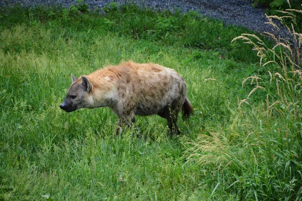 Benekli Sırtlan Crocuta Crocuta Sırtlangiller Felidae Familyasından Bir Sırtlan Türü — Stok fotoğraf