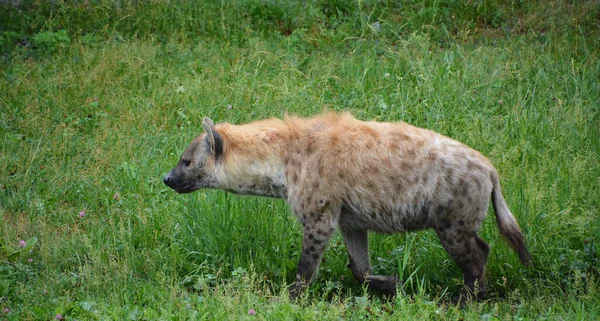 Benekli Sırtlan Crocuta Crocuta Sırtlangiller Felidae Familyasından Bir Sırtlan Türü — Stok fotoğraf