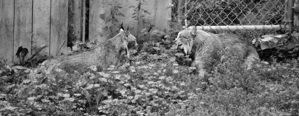 Lince Canadiense Lince Canadiense Mamífero Norteamericano Familia Felidae — Foto de Stock