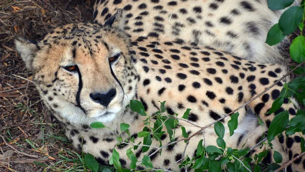 Cheetah Een Grote Katachtige Die Het Grootste Deel Van Afrika — Stockfoto