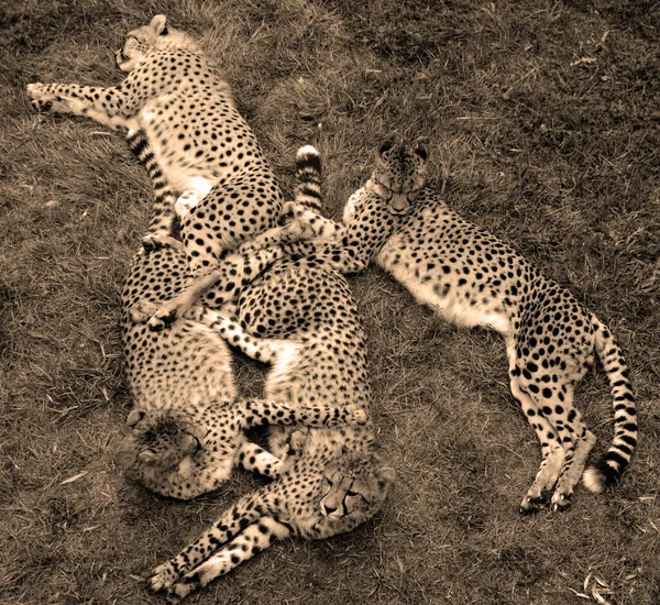 Guépard Est Félin Grande Taille Habitant Majeure Partie Afrique Une — Photo