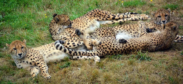 Gepard Jest Dużym Kotem Zamieszkującym Większość Afryki Część Bliskiego Wschodu — Zdjęcie stockowe