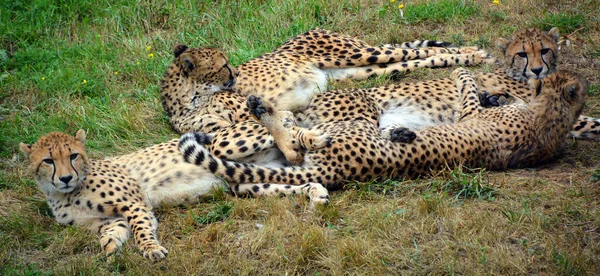 Cheetah Felino Grande Porte Que Habita Maior Parte África Parte — Fotografia de Stock