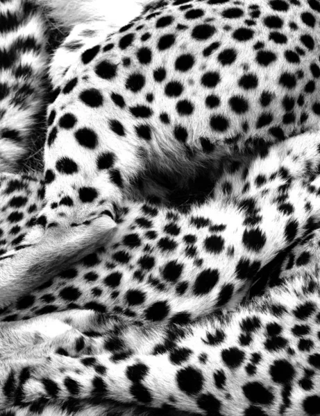 Cheetah Een Grote Katachtige Die Het Grootste Deel Van Afrika — Stockfoto