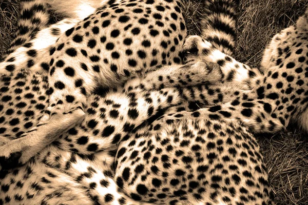 Cheetah Ist Ein Großformatiger Katzentier Der Den Größten Teil Afrikas — Stockfoto