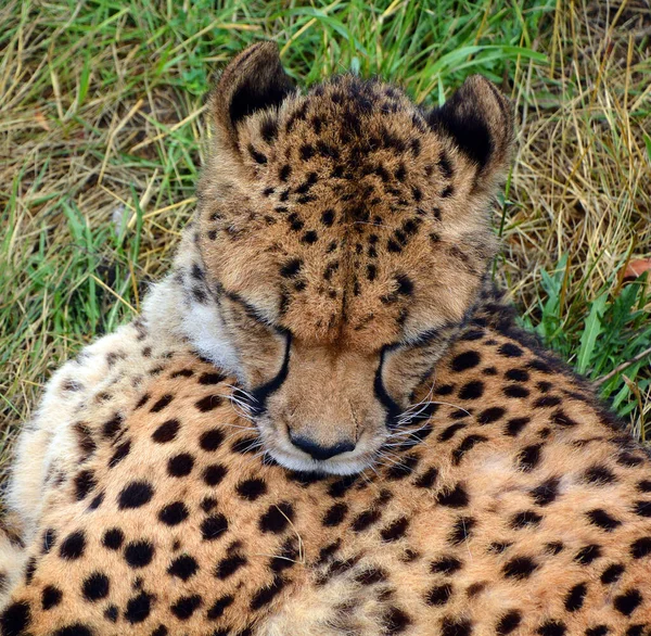 Cheetah Felino Gran Tamaño Que Habita Mayor Parte África Parte — Foto de Stock