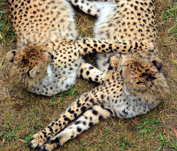 Cheetah Felino Gran Tamaño Que Habita Mayor Parte África Parte — Foto de Stock