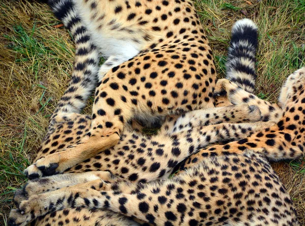 Cheetah Ist Ein Großformatiger Katzentier Der Den Größten Teil Afrikas — Stockfoto